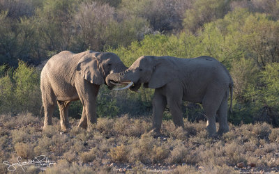 Afrikaanse Olifant; African Elephant