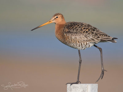 Grutto; Black-tailed Godwit