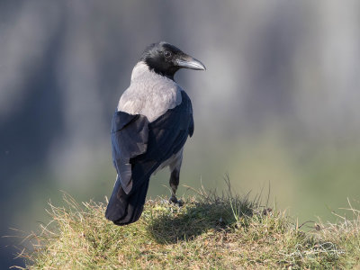 Bonte Kraai; Hooded Crow