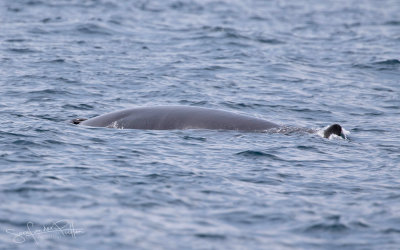 Dwergvinvis; Minke Whale