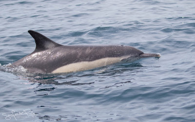 Gewone Dolfijn; Common Dolphin