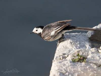 Rouwkwikstaart; Pied Wagtail