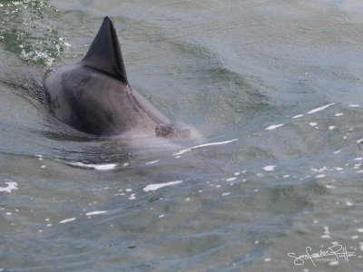 Donker gestreepte Dolfijn-0160; Dusky dolphin