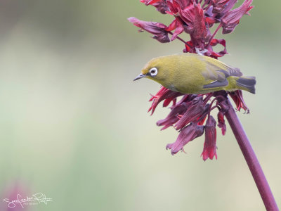 Kaapse Brilvogel; Cape White-eye