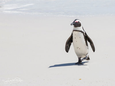 Zwartvoet Pinguin; African Penguin