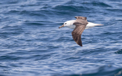 Wenkbrauwalbatros; Black-browed Albatross