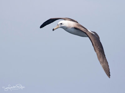 Wenkbrauwalbatros; Black-browed Albatross