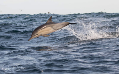 Longbeaked common Dolphin