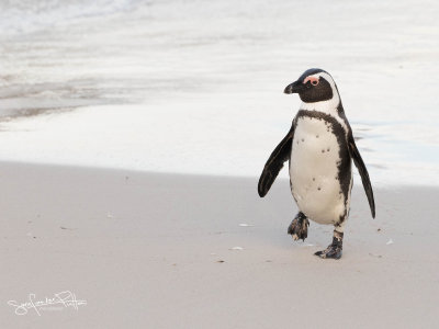 pinguin-0297(1600x1200)fb.jpg