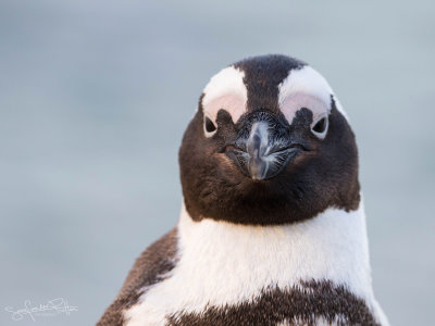 Pinguin-0457(1600x1200)fb.jpg