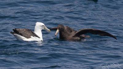 Reuzenstormvogel en Albatros-7319(1600x900)FB.jpg