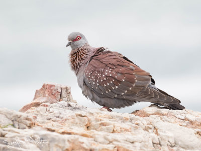 Spectaculed dove-9234(1600x1200)fb.jpg