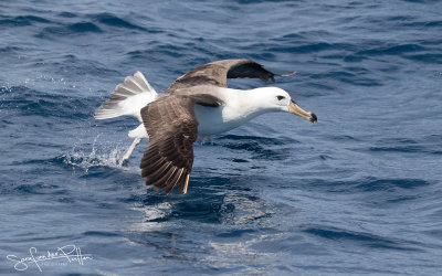 Black-browed Albatross; Wenkbrauw Albatros