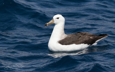 Black-browed Albatross; Wenkbrauw Albatros