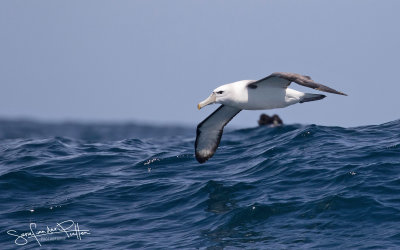 Shy Albatross; Witkapabatros