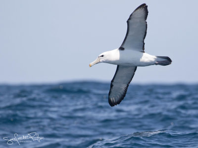 Shy Albatross; Witkapabatros