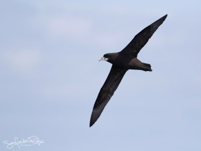 Witkinstormvogel; White-chinned Petrel