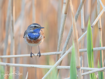 Blauwborst; Blue Throat