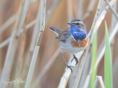 Blauwborst; Blue Throat