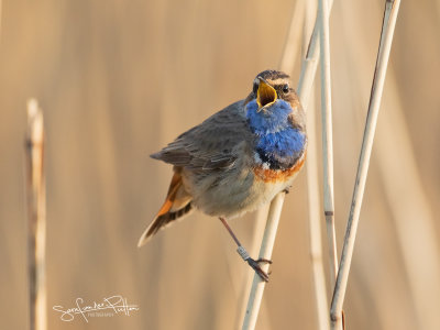 Blauwborst; Blue Throat