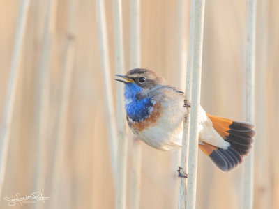 Blauwborst; Blue Throat