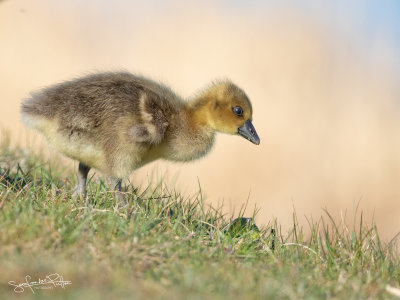 Grauwe Gans; Greylag Goose