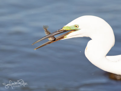 Grote Zilverreiger; Great Egret