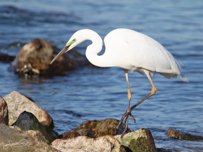 Grote Zilverreiger; Great Egret