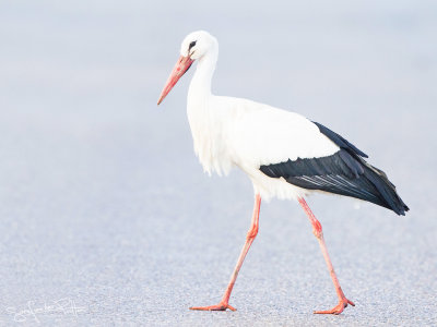 Ooievaar; White Stork