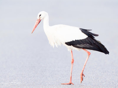 Ooievaar; White Stork