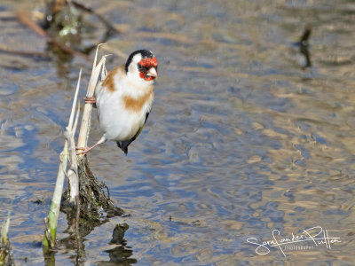 Putter; European Goldfinch