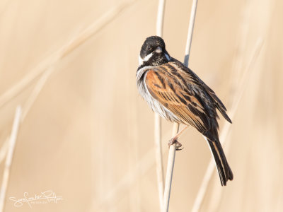 Rietgors; Common Reed Bunting