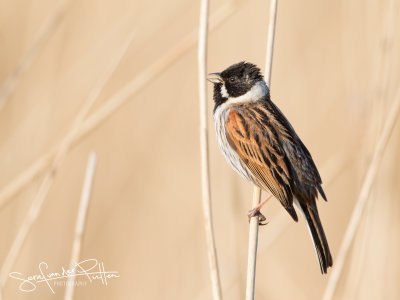 Rietgors; Common Reed Bunting