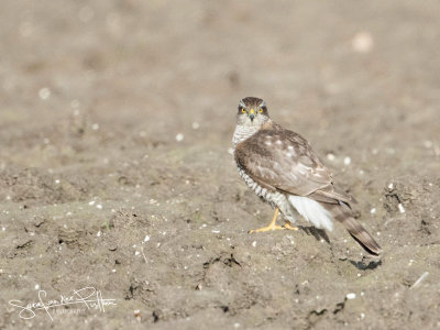 Sperwer; Eurasian Sparrowhawk