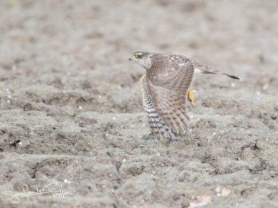 Sperwer; Eurasian Sparrowhawk