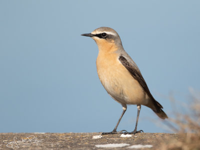 Tapuit; Northern Wheatear