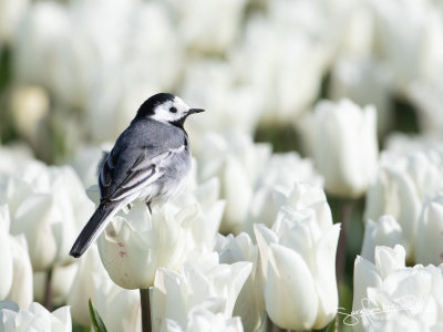 Witte Kwikstaart; White Wagtail
