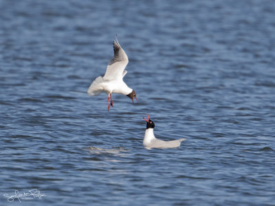 Zwart Kopmeeuw; Mediterranean Gull