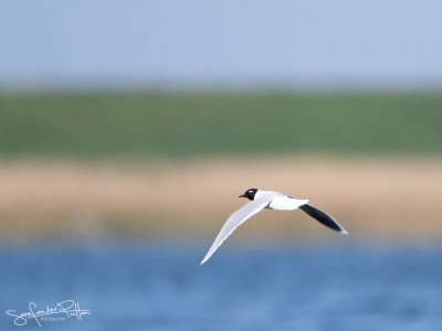Dwergmeeuw; little Gull