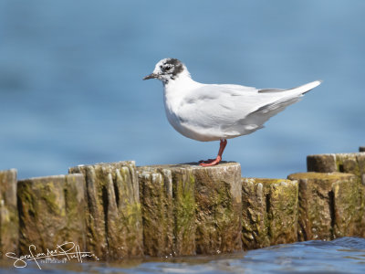 Dwergmeeuw; little Gull