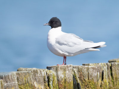 Dwergmeeuw; little Gull