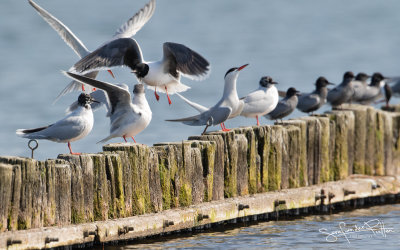 Dwergmeeuw; little Gull