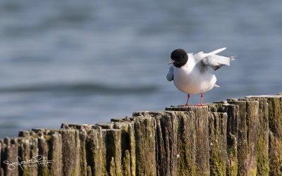 Dwergmeeuw; little Gull