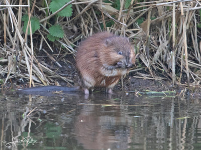 Muskusrat; Musk rat
