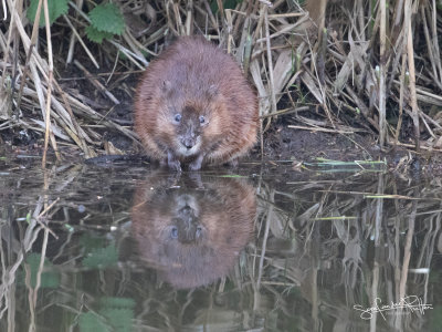 Muskusrat; Musk rat
