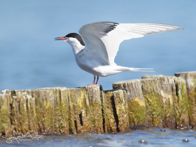 Visdief; common Tern