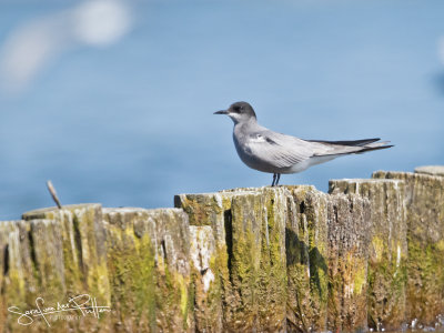 Zwarte Stern; Black Tern