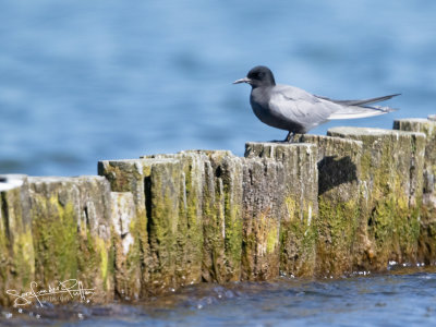 Zwarte Stern; Black Tern