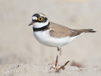 KleinePlevier; Little ringed Plover