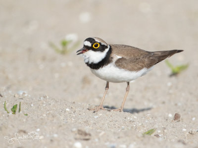 KleinePlevier; Little ringed Plover